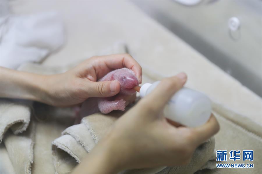 《少年三國(guó)志》最新版本更新 自動(dòng)戰(zhàn)斗約嗎?[圖]