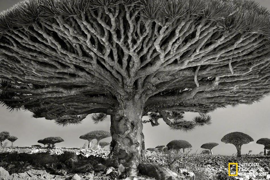 學(xué)霸登場(chǎng)《新世紀(jì)福音戰(zhàn)士OL》學(xué)院系統(tǒng)詳解