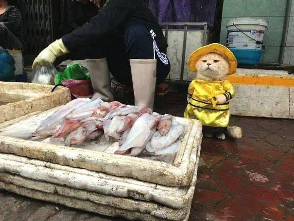 神態(tài)酷似范爺 《國(guó)戰(zhàn)紀(jì)元》補(bǔ)助卡牌意外走紅